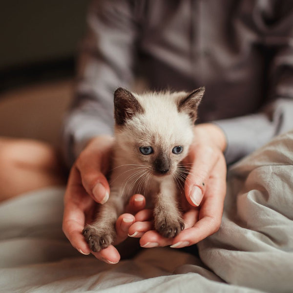 Pet Products
